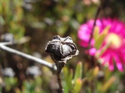 Lampranthus stenopetalus fruit capsule